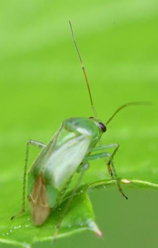 Réf. 347 016 : Apolygus spinolae